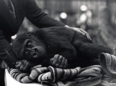 Five year old Gorilla lying down, being comforted by a keeper by Frederick William Bond